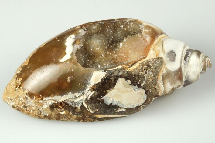 Chalcedony Replaced Gastropod With Sparkly Quartz - India #188779